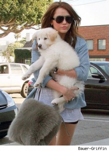 miley-new-puppy-300a012610.jpg